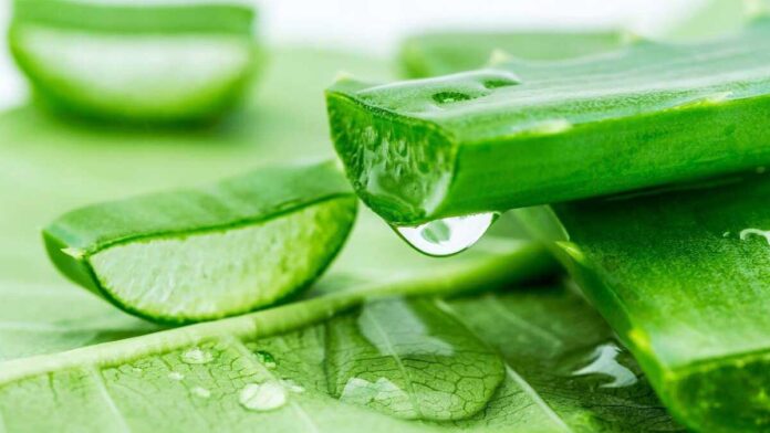 aloe-vera-benefits-and-side-effects