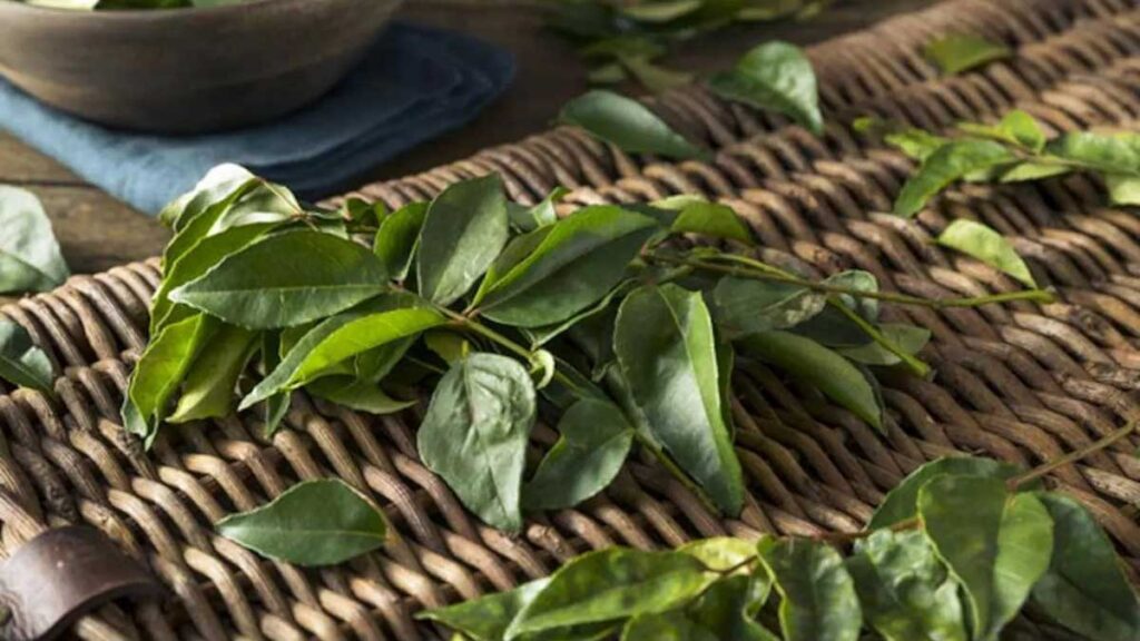 Benefits of curry leaves in diabetes 
