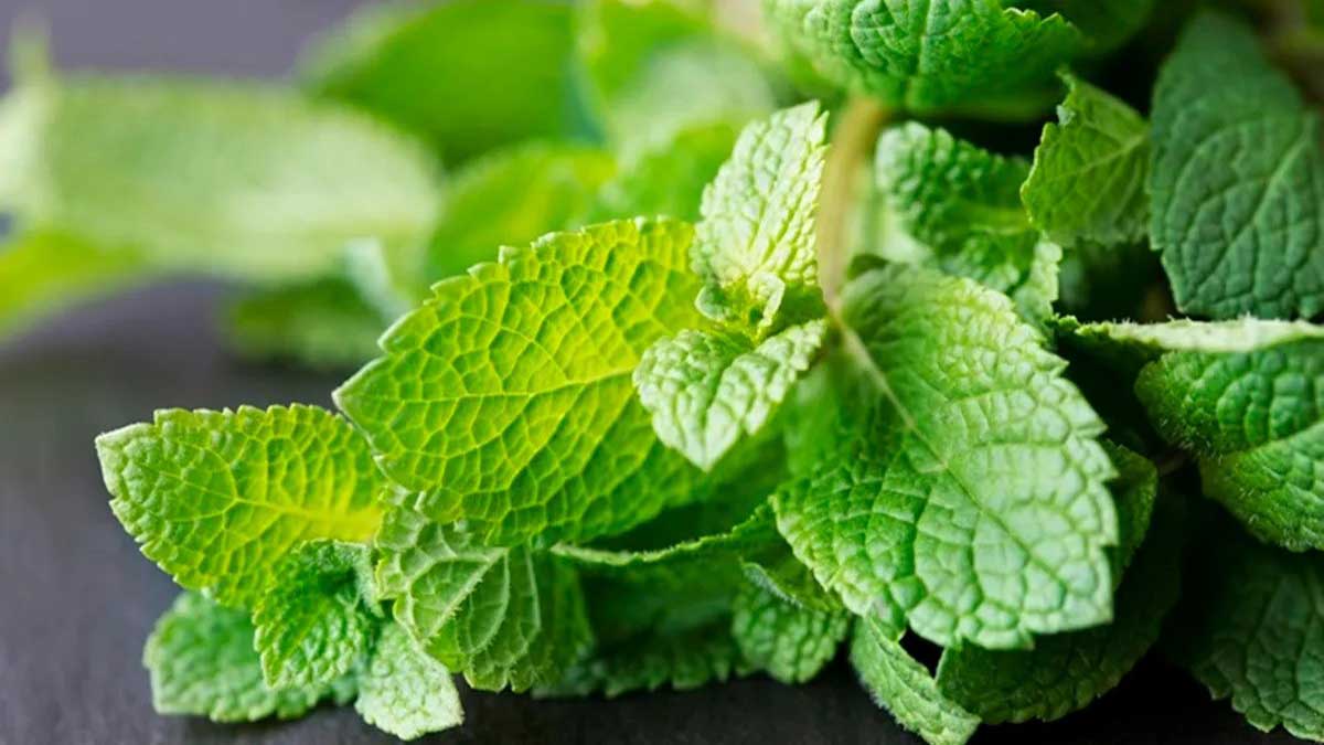 10 herbs can help in curing indigestion