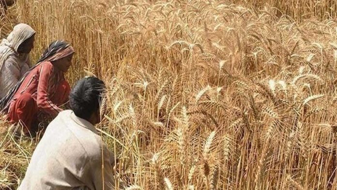 4 officials suspended in wheat scam in Pakistan
