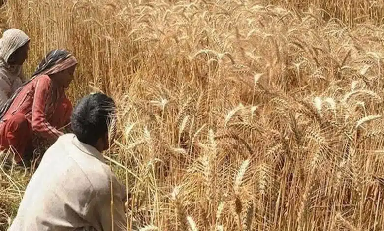 4 officials suspended in wheat scam in Pakistan