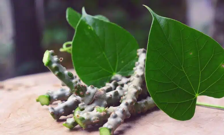 5 benefits of including Giloy in your diet