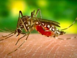 7 foods to eat after recovering from dengue fever