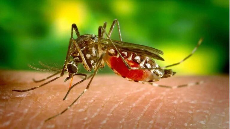 Dengue को ठीक करने में मदद करते हैं यह 7 खाद्य पदार्थ 