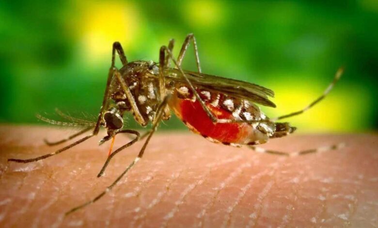 7 foods to eat after recovering from dengue fever