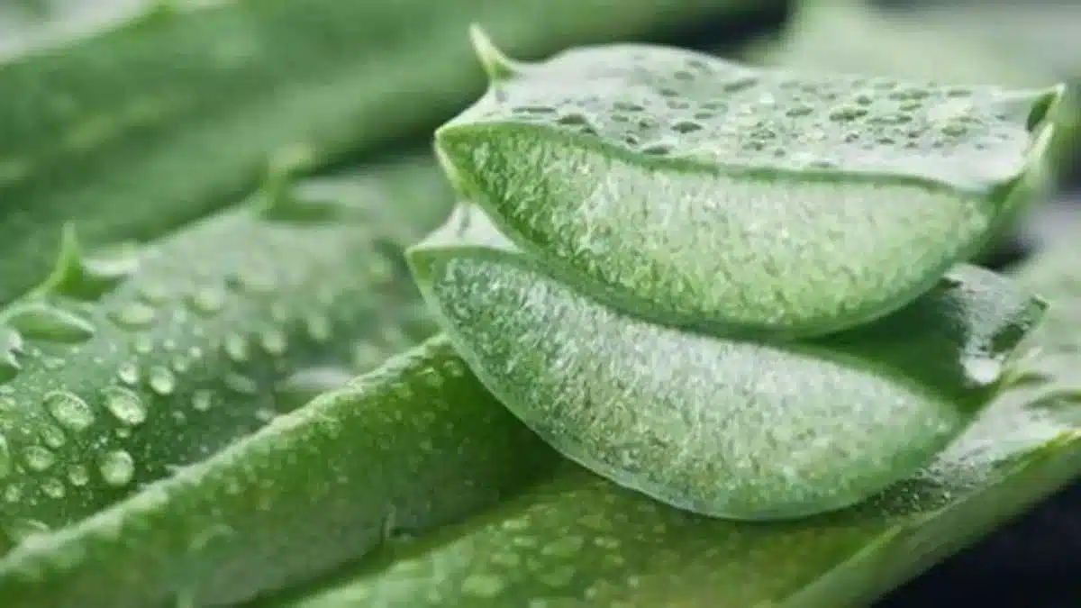 Amazing benefits of applying aloe vera on the face