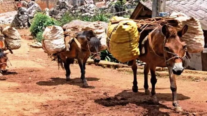 Ban on the use of animals for carrying load due to heat in Jammu