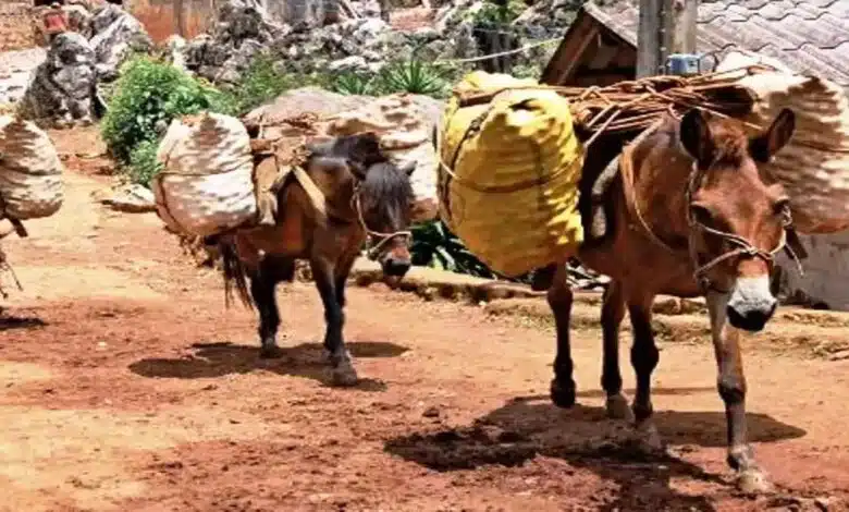 Ban on the use of animals for carrying load due to heat in Jammu