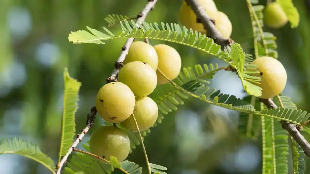 Can Amla cure gray hair?