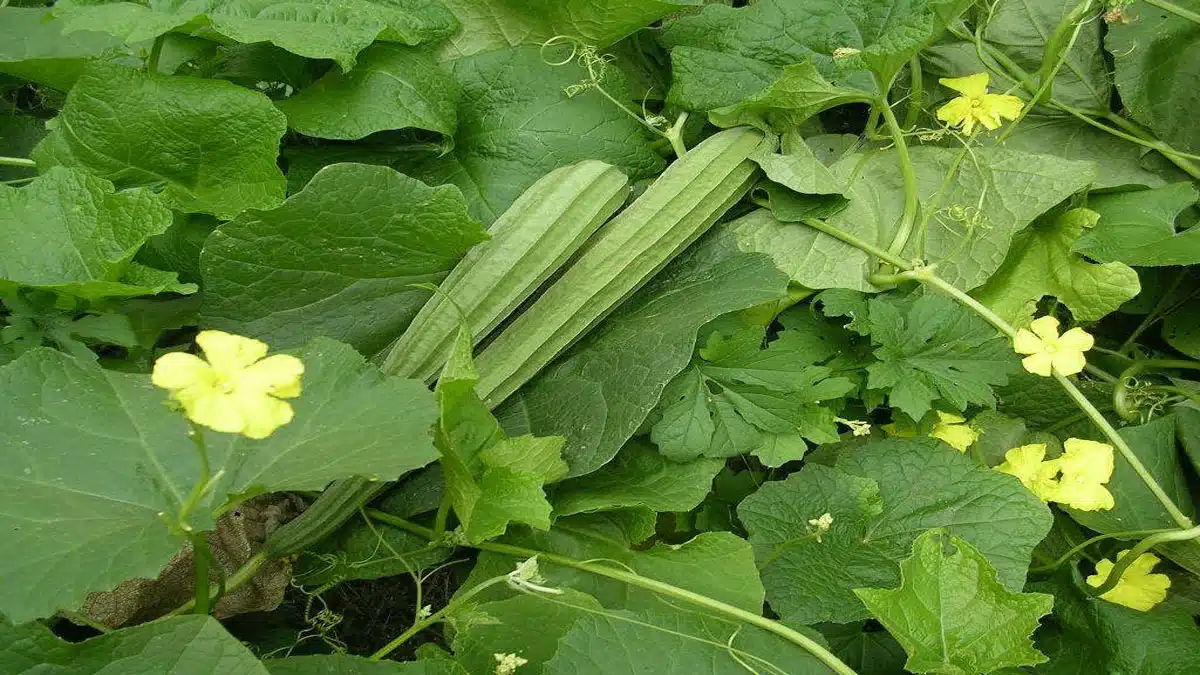 Do you make faces at the sight of ridge gourd vegetable