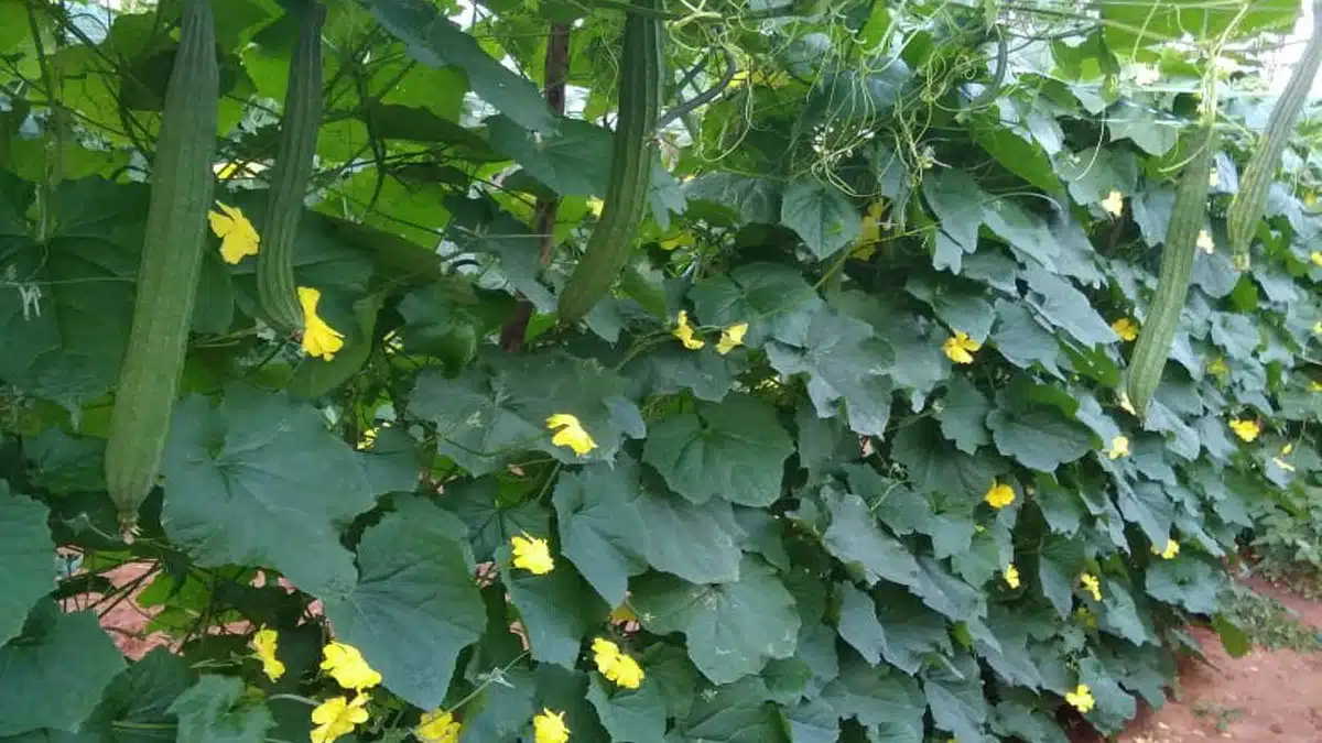 Do you make faces at the sight of ridge gourd vegetable