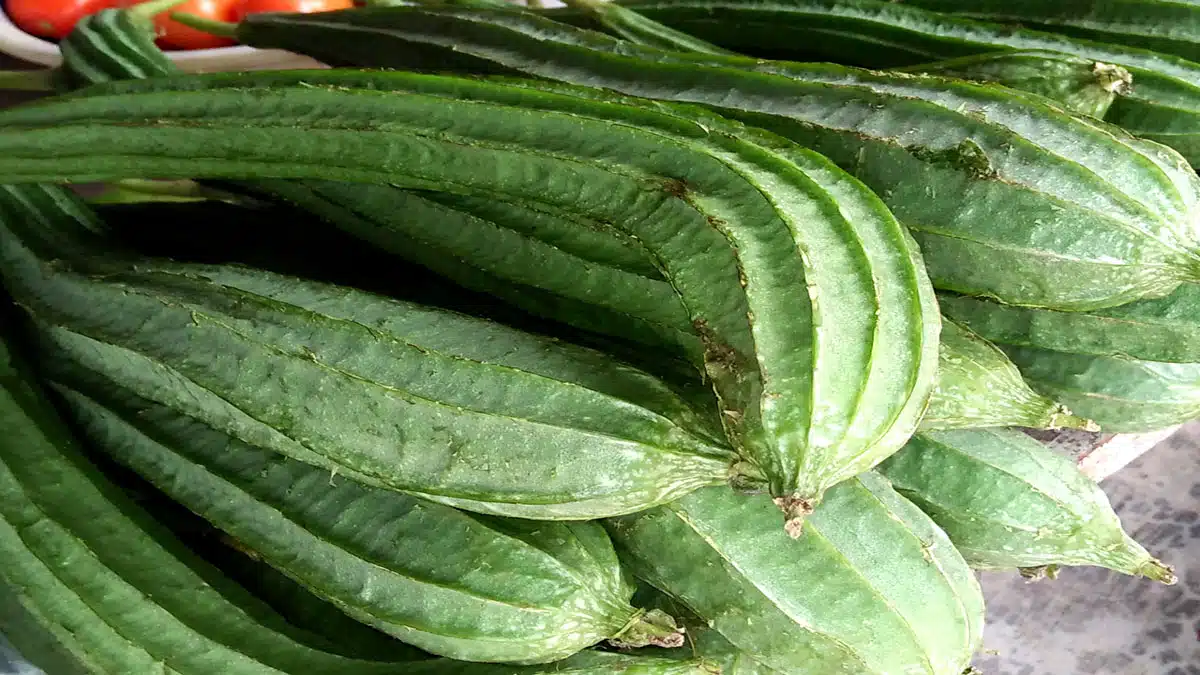 Do you make faces at the sight of ridge gourd vegetable