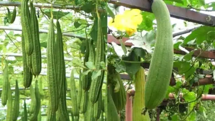 Do you make faces at the sight of ridge gourd vegetable