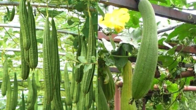 Ridge Gourd की सब्जी देखते ही बना लेते हैं मुंह?