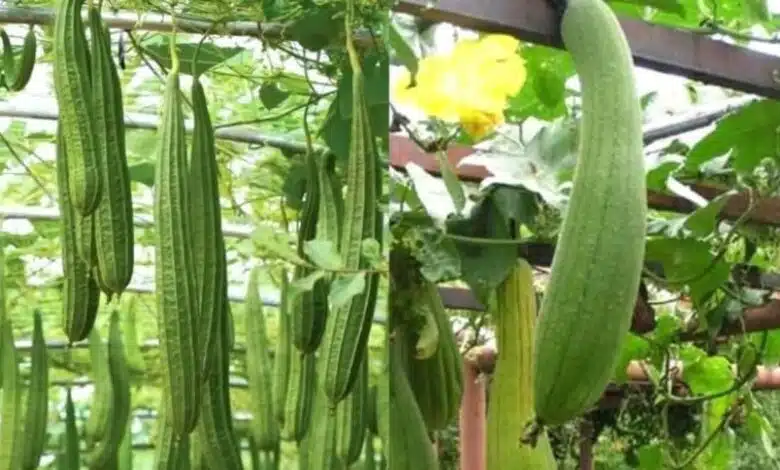 Do you make faces at the sight of ridge gourd vegetable