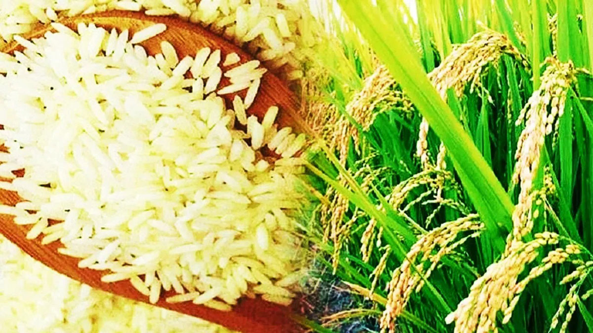 Does rice cause joint pain