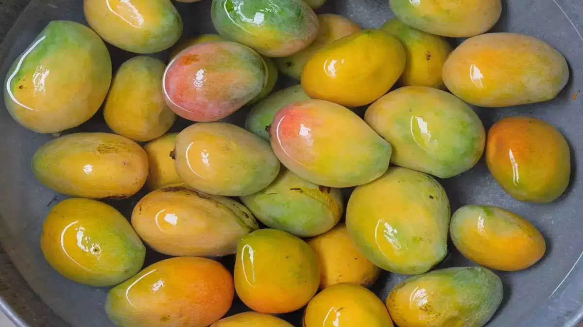How to preserve ripe mango for a long time