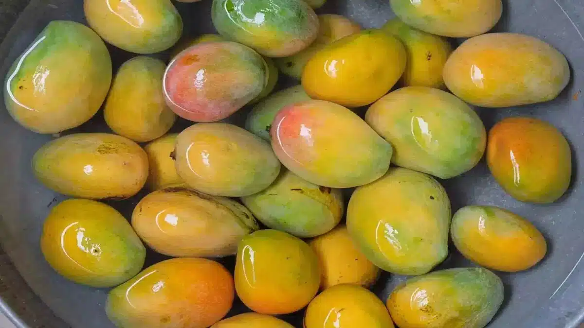 How to prevent Mango from rotting