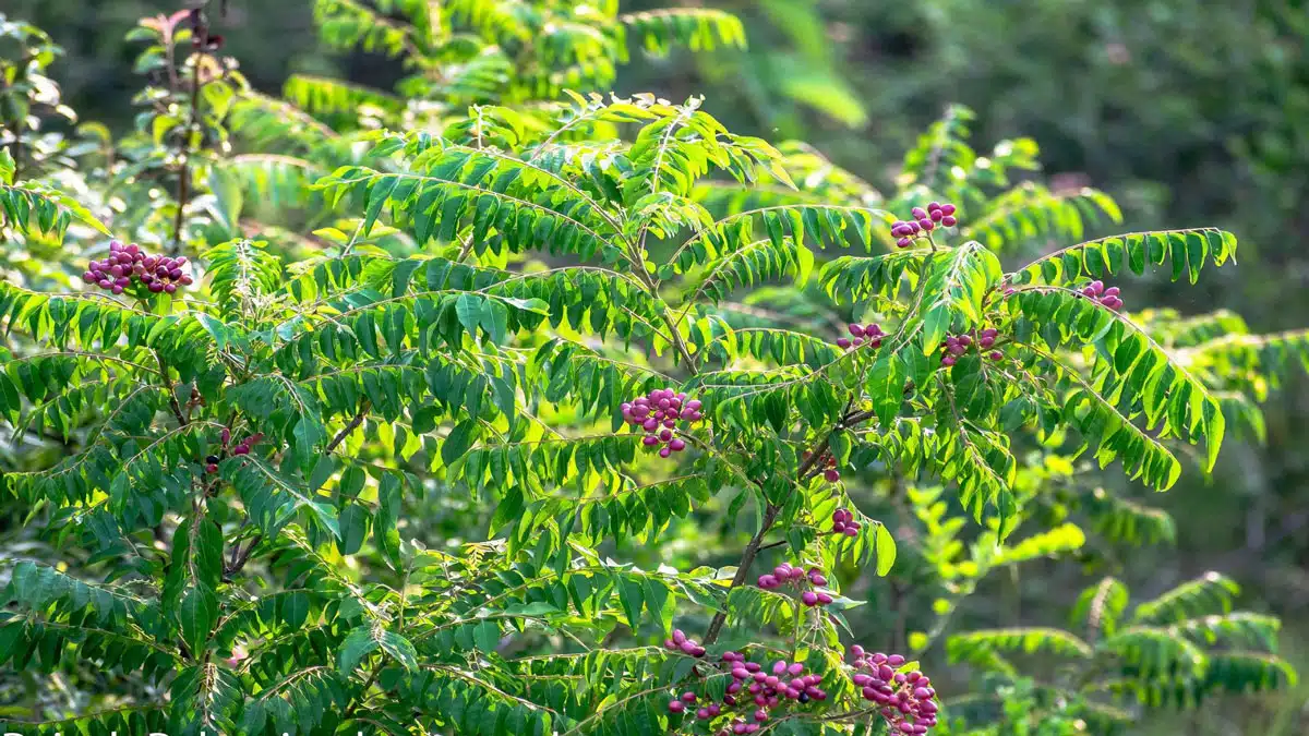 In which disease are curry leaves useful