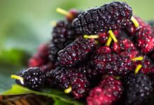 Mulberry 5 Sweet and Savory Mulberry Recipes for Summer 8