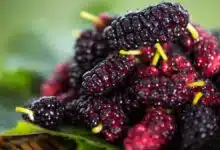 Mulberry 5 Sweet and Savory Mulberry Recipes for Summer 8