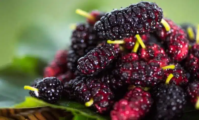 Mulberry 5 Sweet and Savory Mulberry Recipes for Summer 8