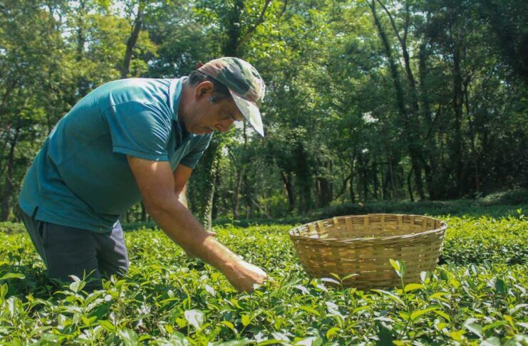 Tea industry in crisis due to heat in Bengal