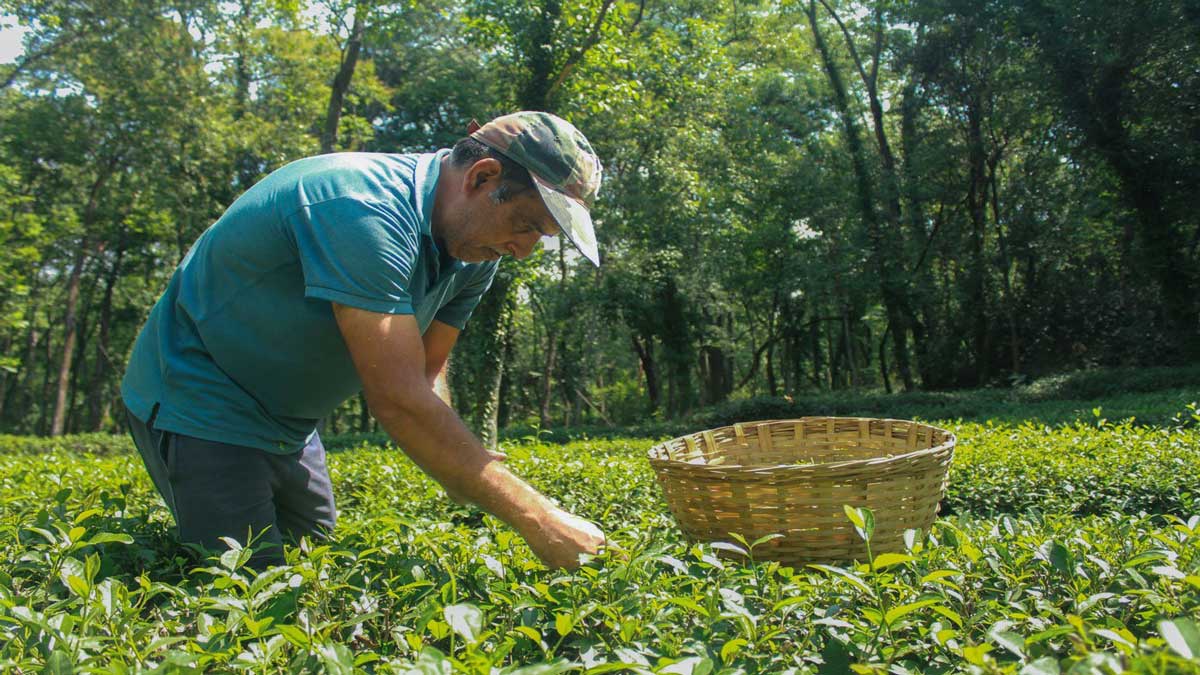 Tea industry in crisis due to heat in Bengal