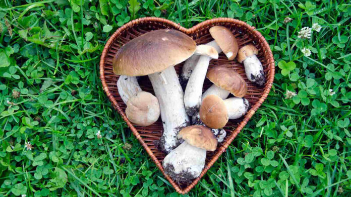 Which mushroom is harmful