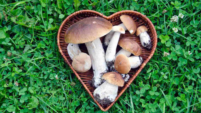 Mushroom: कौन सा मशरूम हानिकारक है?