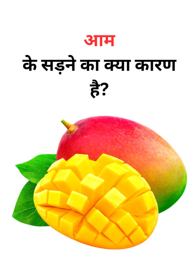 What causes rotting of mango?