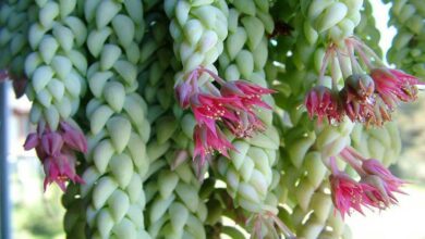 10 Beautiful Hanging Plants That Brighten Your Home