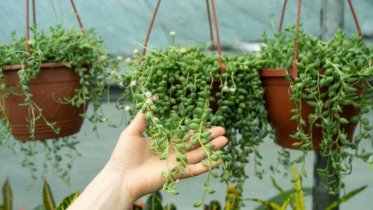 10 Beautiful Hanging Plants That Brighten Your Home