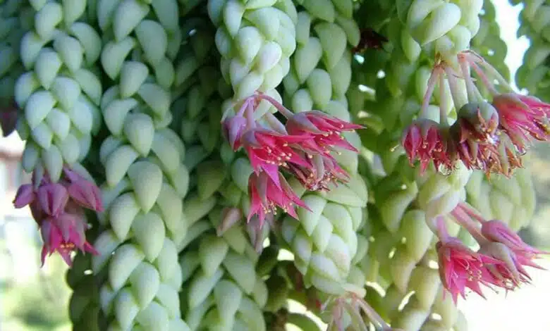 10 Beautiful Hanging Plants That Brighten Your Home