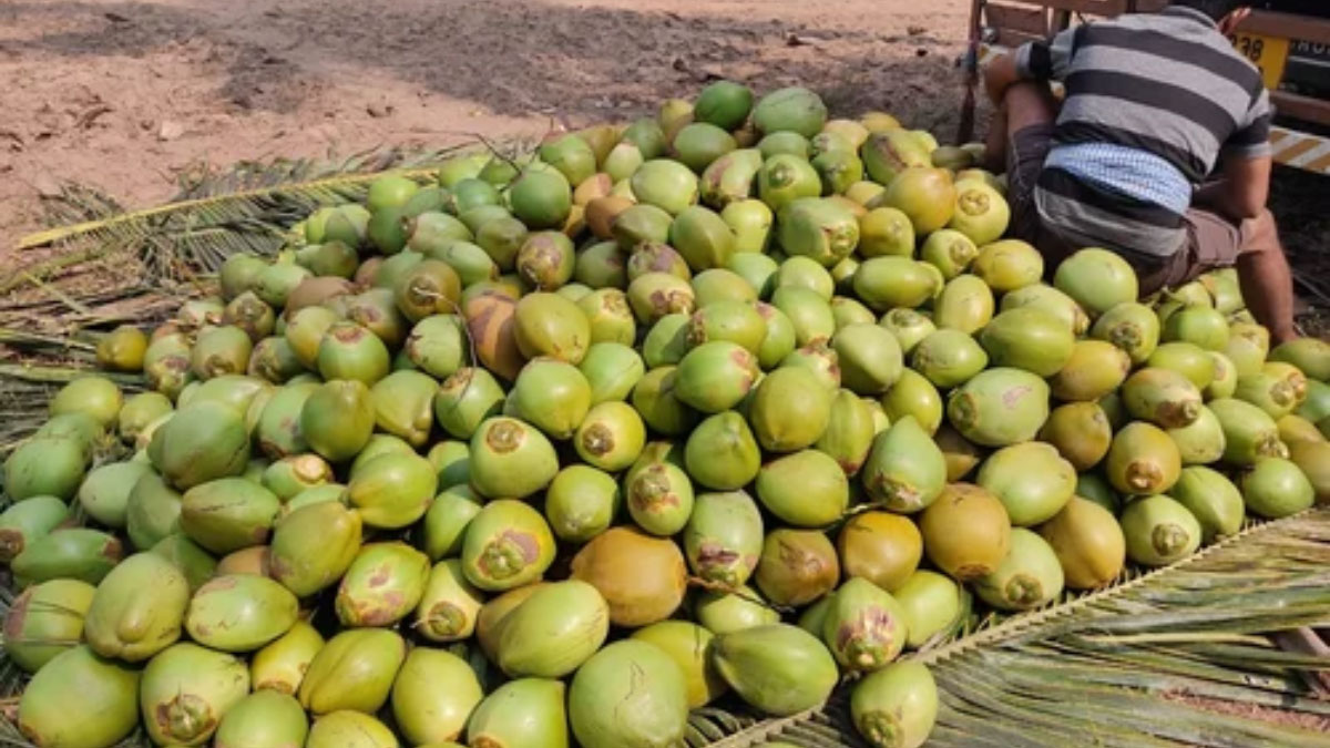 10 top coconut producing countries in the world