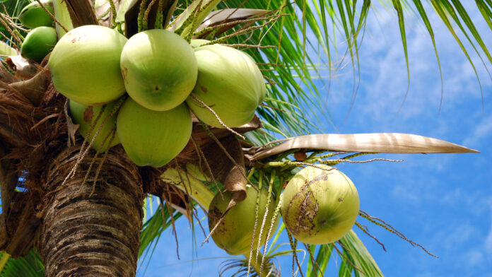 10 top coconut producing countries in the world