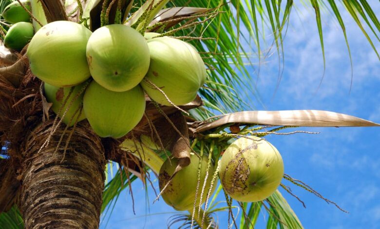 10 top coconut producing countries in the world