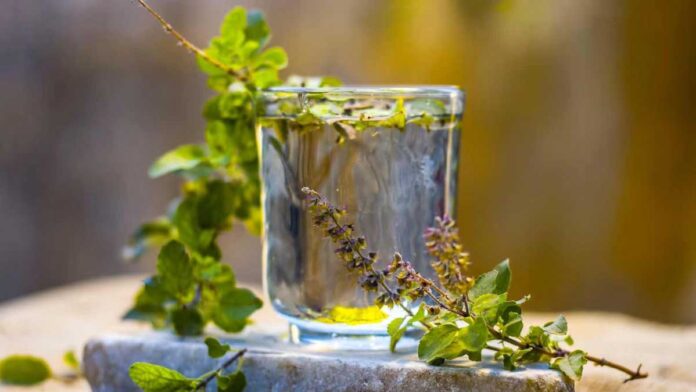 5 health benefits of drinking Tulsi water