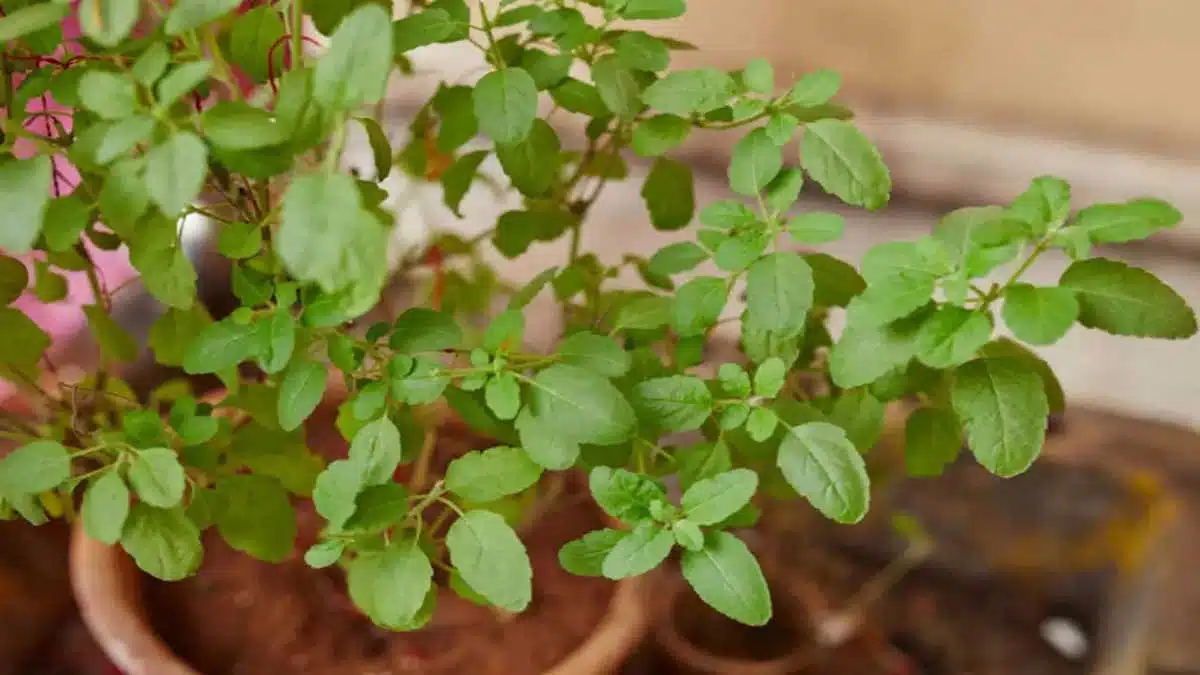 5 health benefits of drinking Tulsi water