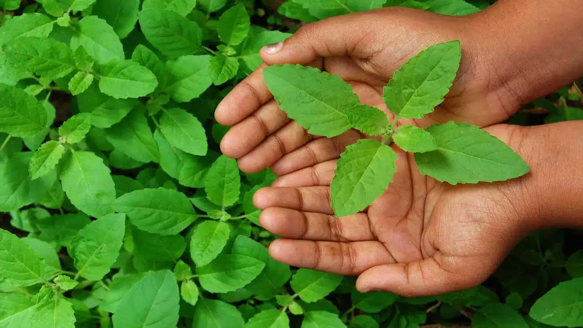 5 health benefits of drinking Tulsi water