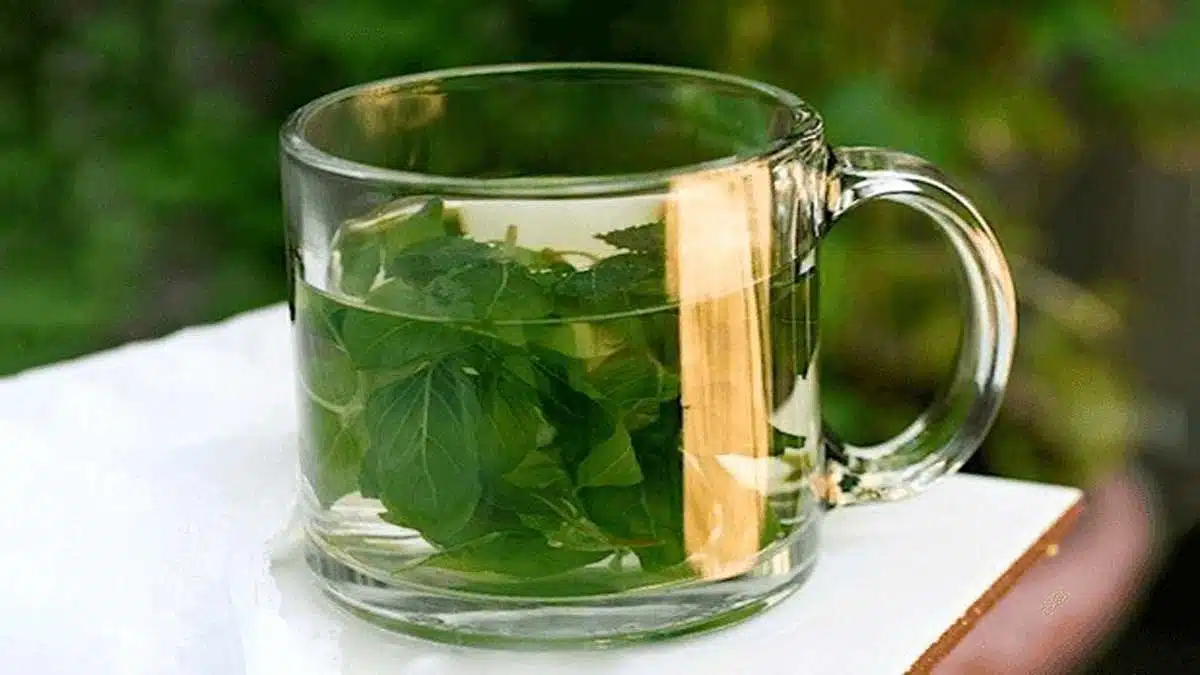 5 health benefits of drinking Tulsi water