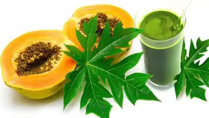 6 biggest benefits of drinking papaya leaf juice