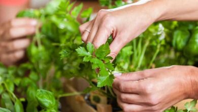 7 Health Benefits of Parsley and How to Use More
