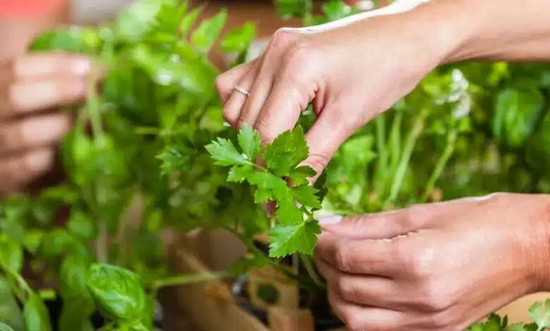 7 Health Benefits of Parsley and How to Use More