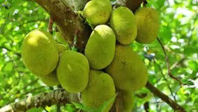 7 benefits of eating jackfruit in summer