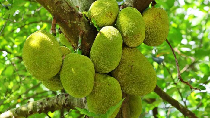 7 benefits of eating jackfruit in summer