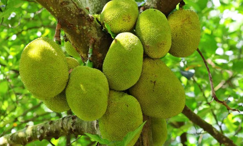 7 benefits of eating jackfruit in summer