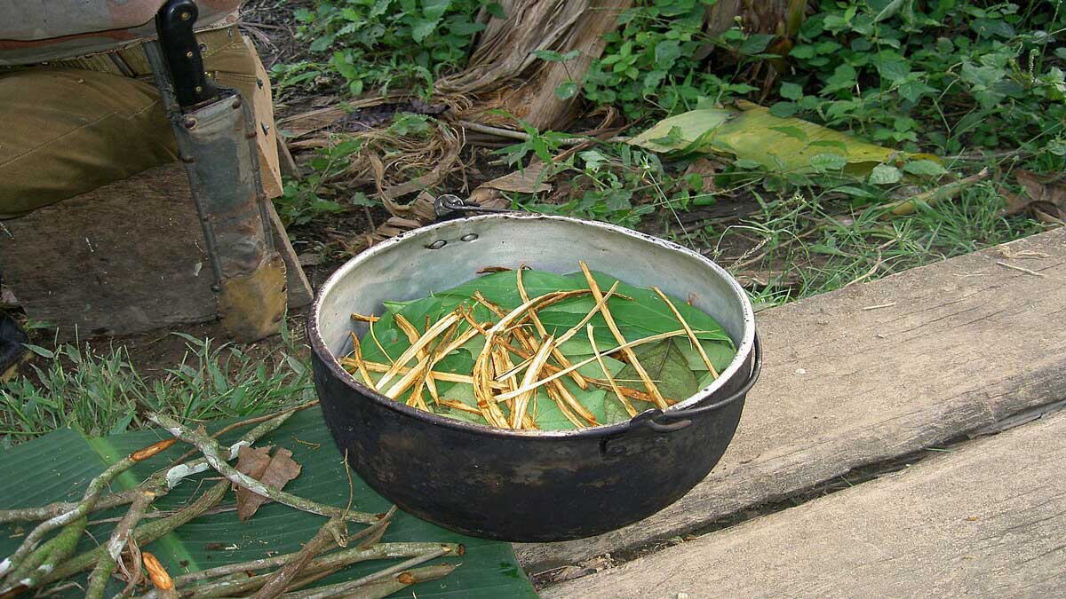 Ayahuasca is a psychoactive drink and medicinal properties