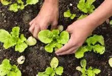 Baking soda will bring life to plants, plants will become green