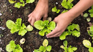 Baking soda will bring life to plants, plants will become green